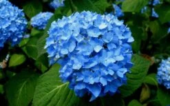 Endless Summer Hydrangea Original - 3 Gallon Pot -Plant Series Shop Hydrangea Endless Summer Closeup