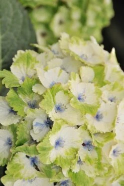 Everlasting Noblesse Hydrangea - 3 Gallon Pot 9 Everlasting Noblesse Hydrangea - 3 Gallon Pot -Plant Series Shop Hydrangea Everlasting Noblesse 3