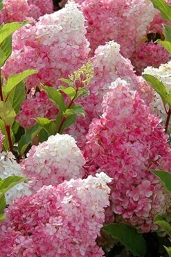 Strawberry Sundae Hydrangea - 3 Gallon Pot 10 Strawberry Sundae Hydrangea - 3 Gallon Pot -Plant Series Shop Hydrangea Strawberry Sundae Flowers 3