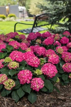 Summer Crush Endless Summer Hydrangea - 1 Gallon Pot 15 Summer Crush Endless Summer Hydrangea - 1 Gallon Pot -Plant Series Shop Hydrangea Summer Crush Endless Summer 3
