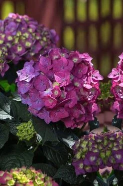 Summer Crush Endless Summer Hydrangea - 1 Gallon Pot 13 Summer Crush Endless Summer Hydrangea - 1 Gallon Pot -Plant Series Shop Hydrangea Summer Crush Endless Summer 4