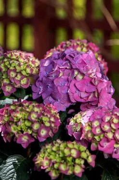 Summer Crush Endless Summer Hydrangea - 1 Gallon Pot 16 Summer Crush Endless Summer Hydrangea - 1 Gallon Pot -Plant Series Shop Hydrangea Summer Crush Endless Summer 5