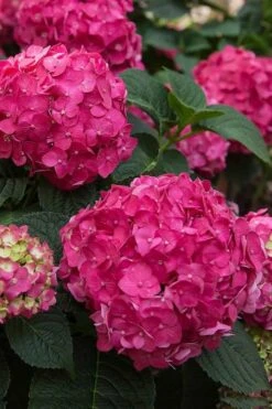 Summer Crush Endless Summer Hydrangea - 2 Gallon Pot 12 Summer Crush Endless Summer Hydrangea - 2 Gallon Pot -Plant Series Shop Hydrangea Summer Crush Endless Summer 6 2