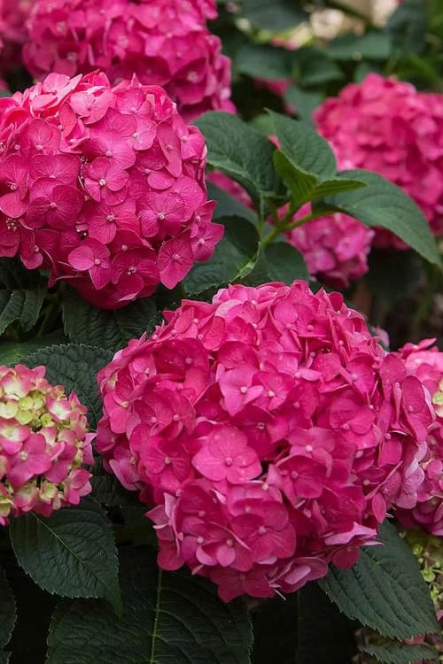 Summer Crush Endless Summer Hydrangea - 2 Gallon Pot 4 Summer Crush Endless Summer Hydrangea - 2 Gallon Pot - Image 4