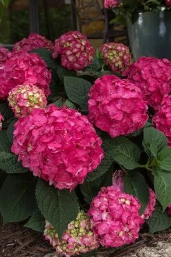 Summer Crush Endless Summer Hydrangea - 1 Gallon Pot 17 Summer Crush Endless Summer Hydrangea - 1 Gallon Pot -Plant Series Shop Hydrangea Summer Crush Endless Summer 7