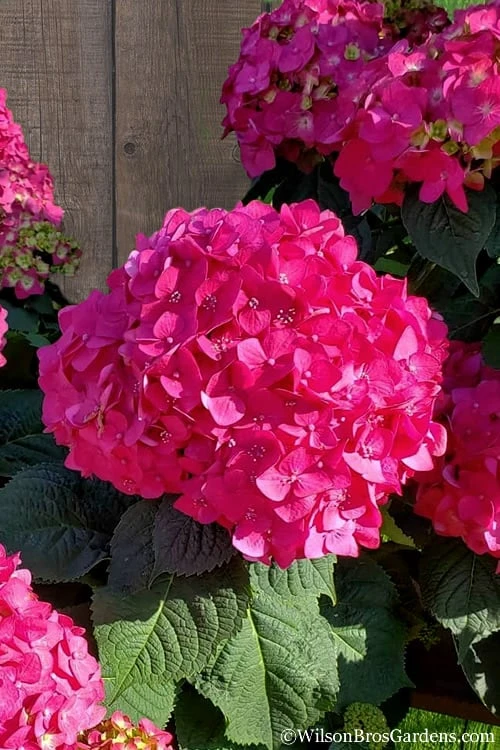 Summer Crush Endless Summer Hydrangea - 2 Gallon Pot 1 Summer Crush Endless Summer Hydrangea - 2 Gallon Pot