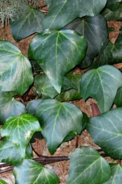 Algerian Ivy - Hedera Helix - 5 Pack Of Pint Pots