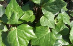 Algerian Ivy - Hedera Helix - 5 Pack Of Pint Pots 8 Algerian Ivy - Hedera Helix - 5 Pack Of Pint Pots -Plant Series Shop Ivy Algerian Closeup 1