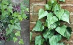 Algerian Ivy - Hedera Helix - 5 Pack Of Pint Pots 7 Algerian Ivy - Hedera Helix - 5 Pack Of Pint Pots -Plant Series Shop Ivy Algerian Combo 1