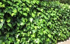 Algerian Ivy - Hedera Helix - 5 Pack Of Pint Pots 9 Algerian Ivy - Hedera Helix - 5 Pack Of Pint Pots -Plant Series Shop Ivy Algerian Landscape 1