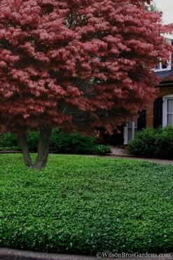 Asian Jasmine - Asiatic Jasmine - 1 Gallon Pot -Plant Series Shop Jasmine Asian 21 2