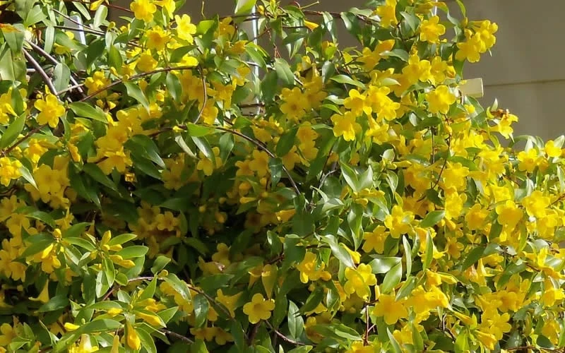 Butterscotch Yellow Jasmine (Jessamine) - Gelsemium Sempervirens - 1 Gallon Pot 8 Butterscotch Yellow Jasmine (Jessamine) - Gelsemium Sempervirens - 1 Gallon Pot - Image 8