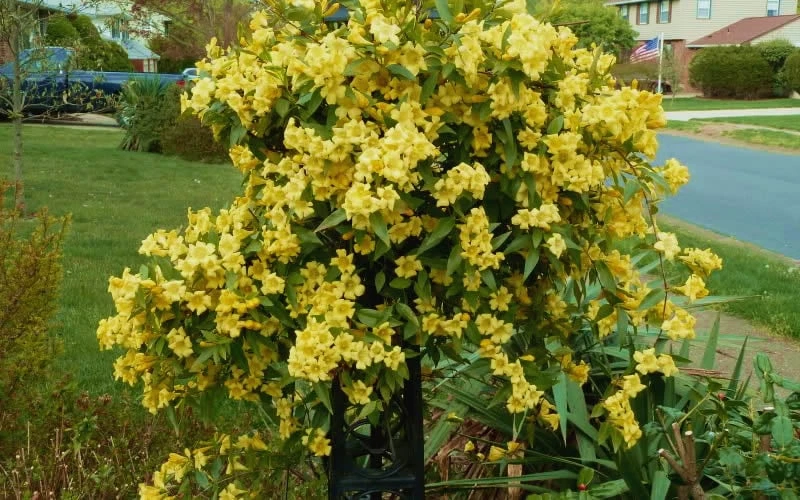 Butterscotch Yellow Jasmine (Jessamine) - Gelsemium Sempervirens - 1 Gallon Pot 4 Butterscotch Yellow Jasmine (Jessamine) - Gelsemium Sempervirens - 1 Gallon Pot - Image 4