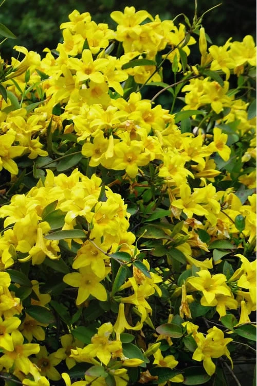 Butterscotch Yellow Jasmine (Jessamine) - Gelsemium Sempervirens - 1 Gallon Pot 1 Butterscotch Yellow Jasmine (Jessamine) - Gelsemium Sempervirens - 1 Gallon Pot