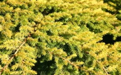 All Gold Golden Pacific Juniper - 6 Pack Of 1 Gallon Pots 13 All Gold Golden Pacific Juniper - 6 Pack Of 1 Gallon Pots -Plant Series Shop Juniper Golden Pacific 10 1