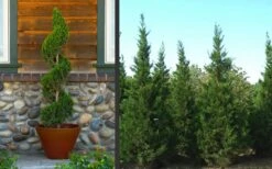 Hetzi Columnar Juniper - 3 Gallon Pot -Plant Series Shop Juniper Hetzi Columnar Landscape 2