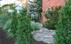 Hetzi Columnar Juniper - 3 Gallon Pot -Plant Series Shop Juniper Hetzi Columnar Landscape