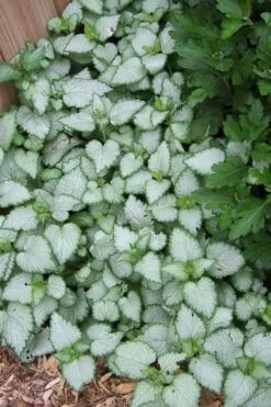 White Nancy Lamium - 5 Pack Of Pint Pots -Plant Series Shop Lamium White Nancy 3