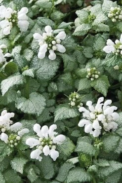 White Nancy Lamium - 5 Pack Of Pint Pots -Plant Series Shop Lamium White Nancy 4