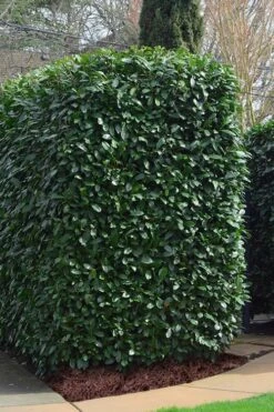 Schip Laurel (Prunus Laurocersasus 'Schipkaensis') - 2 Gallon Pot -Plant Series Shop Laurel Schip 2