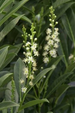 Schip Laurel (Prunus Laurocersasus 'Schipkaensis') - 2 Gallon Pot -Plant Series Shop Laurel Schip 3