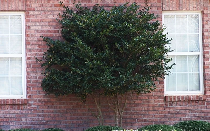 Wavy Leaf Ligustrum Recurvifolium - 1 Gallon Pot 9 Wavy Leaf Ligustrum Recurvifolium - 1 Gallon Pot - Image 9