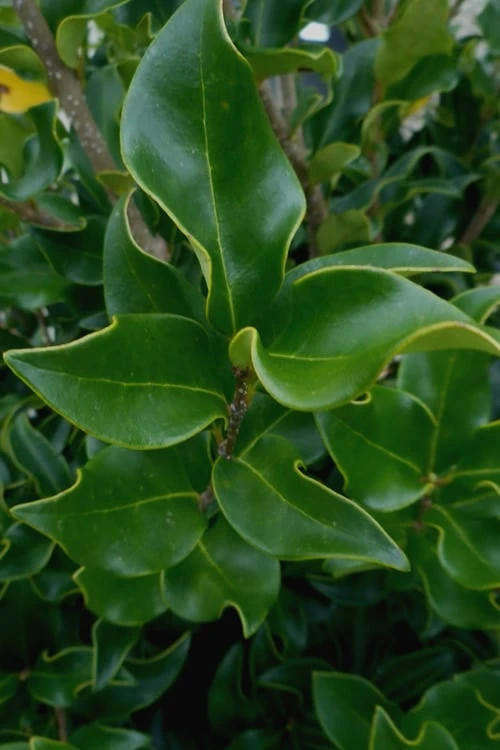 Wavy Leaf Ligustrum Recurvifolium - 1 Gallon Pot 7 Wavy Leaf Ligustrum Recurvifolium - 1 Gallon Pot - Image 7