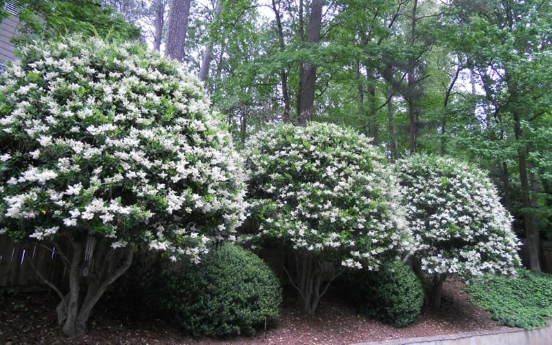 Wavy Leaf Ligustrum Recurvifolium - 1 Gallon Pot 4 Wavy Leaf Ligustrum Recurvifolium - 1 Gallon Pot - Image 4