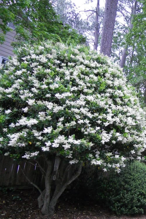 Wavy Leaf Ligustrum Recurvifolium - 1 Gallon Pot 1 Wavy Leaf Ligustrum Recurvifolium - 1 Gallon Pot