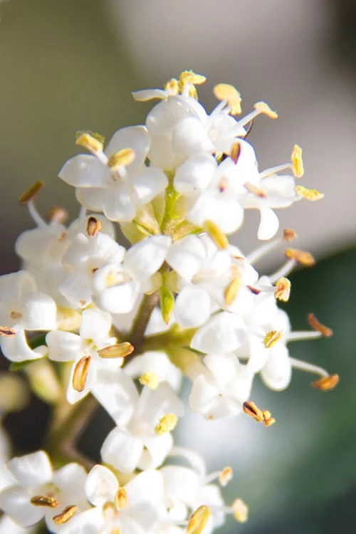 Wavy Leaf Ligustrum Recurvifolium - 1 Gallon Pot 6 Wavy Leaf Ligustrum Recurvifolium - 1 Gallon Pot - Image 6