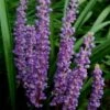 Royal Purple Liriope - Lilyturf - 6 Pack Of 1 Pint Pots