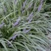 Silvery Sunproof Variegated Liriope - Lilyturf - 18 Count Flat Of Pint Pots