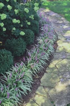 Silvery Sunproof Variegated Liriope - Lilyturf - 18 Count Flat Of Pint Pots -Plant Series Shop Liriope Silvery Sunproof 15