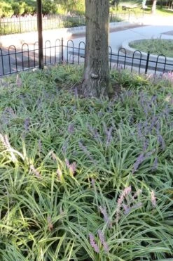 Variegated Liriope (Monkey Grass / Lilyturf) - 6 Pack Of 1 Gallon Pots -Plant Series Shop Liriope Variegata 6