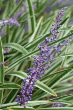 Variegated Liriope - Lilyturf - 18 Count Flat Of 3.5" Pint Pots -Plant Series Shop Liriope Variegata 7 2