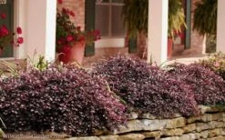 Purple Pixie Loropetalum - 3 Gallon Pot -Plant Series Shop Loropetalum Purple Pixie 102