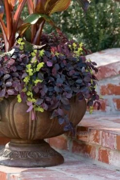 Purple Pixie Loropetalum - 3 Gallon Pot -Plant Series Shop Loropetalum Purple Pixie 104