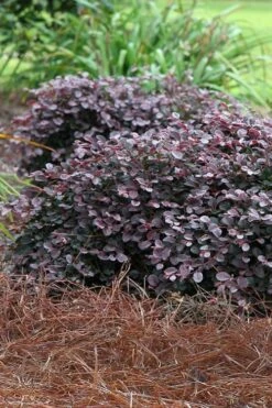 Purple Pixie Loropetalum - 3 Gallon Pot