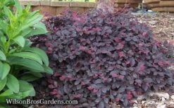 Purple Pixie Loropetalum - 3 Gallon Pot -Plant Series Shop Loropetalum Purple Pixie 12
