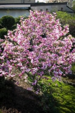 Betty Magnolia Tulip Tree - 1 Gallon Pot -Plant Series Shop Magnolia Betty 7
