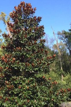 Brackens Brown Beauty Magnolia - 7 Gallon Pot (5-6') 10 Brackens Brown Beauty Magnolia - 7 Gallon Pot (5-6') -Plant Series Shop Magnolia Bracken Brown Beauty 500x750 1