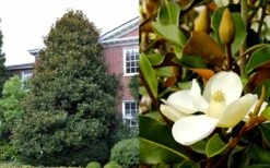 Brackens Brown Beauty Magnolia - 7 Gallon Pot (4-5') -Plant Series Shop Magnolia Brackens Brown Beauty 1 5