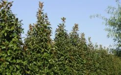 Brackens Brown Beauty Magnolia - 1 Gallon Pot -Plant Series Shop Magnolia Brackens Brown Beauty 6 4