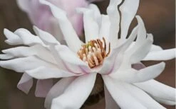 Centennial Star Magnolia - 1 Gallon Pot 13 Centennial Star Magnolia - 1 Gallon Pot -Plant Series Shop Magnolia Centennial 10