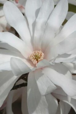 Centennial Star Magnolia - 3 Gallon Pot -Plant Series Shop Magnolia Centennial 11 1