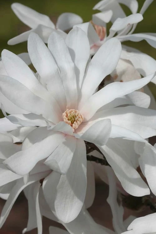 Centennial Star Magnolia - 1 Gallon Pot 1 Centennial Star Magnolia - 1 Gallon Pot