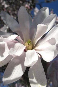 Centennial Star Magnolia - 3 Gallon Pot -Plant Series Shop Magnolia Centennial 13 1