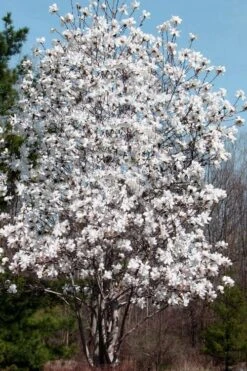 Centennial Star Magnolia - 1 Gallon Pot 11 Centennial Star Magnolia - 1 Gallon Pot -Plant Series Shop Magnolia Centennial 19