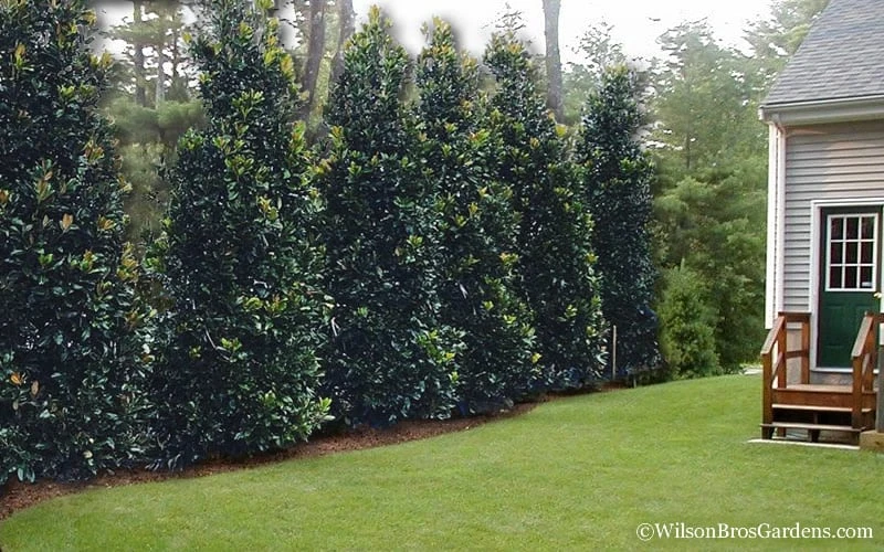 Claudia Wannamaker Southern Magnolia - 3 Gallon Pot 5 Claudia Wannamaker Southern Magnolia - 3 Gallon Pot - Image 5