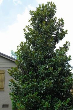 Claudia Wannamaker Southern Magnolia - 3 Gallon Pot 9 Claudia Wannamaker Southern Magnolia - 3 Gallon Pot -Plant Series Shop Magnolia Claudia Wannamaker 4 2